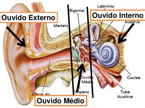 aldicao|audição o que é.